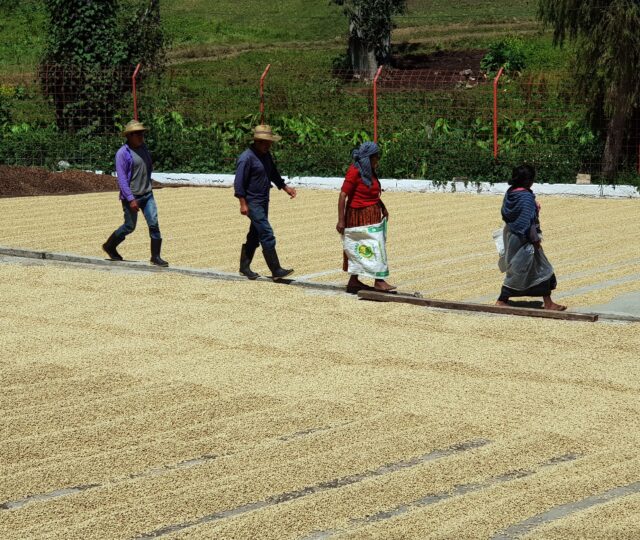 Finca Santa Isabel - Ceresia Coffee Roaster Co., Ltd.