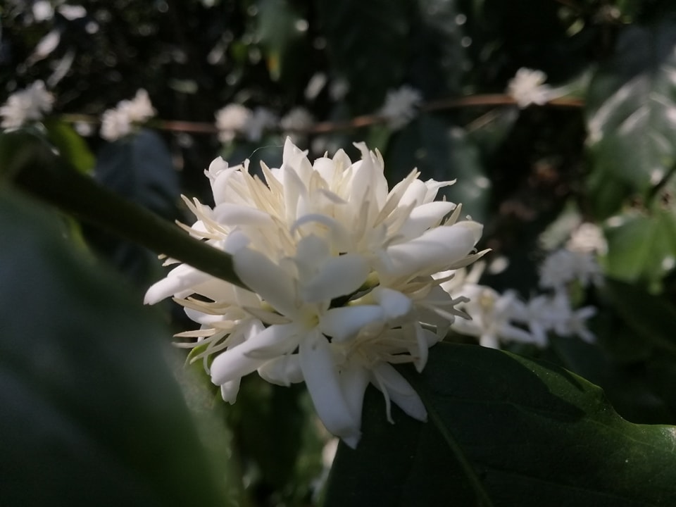 Black Honey - Image 9