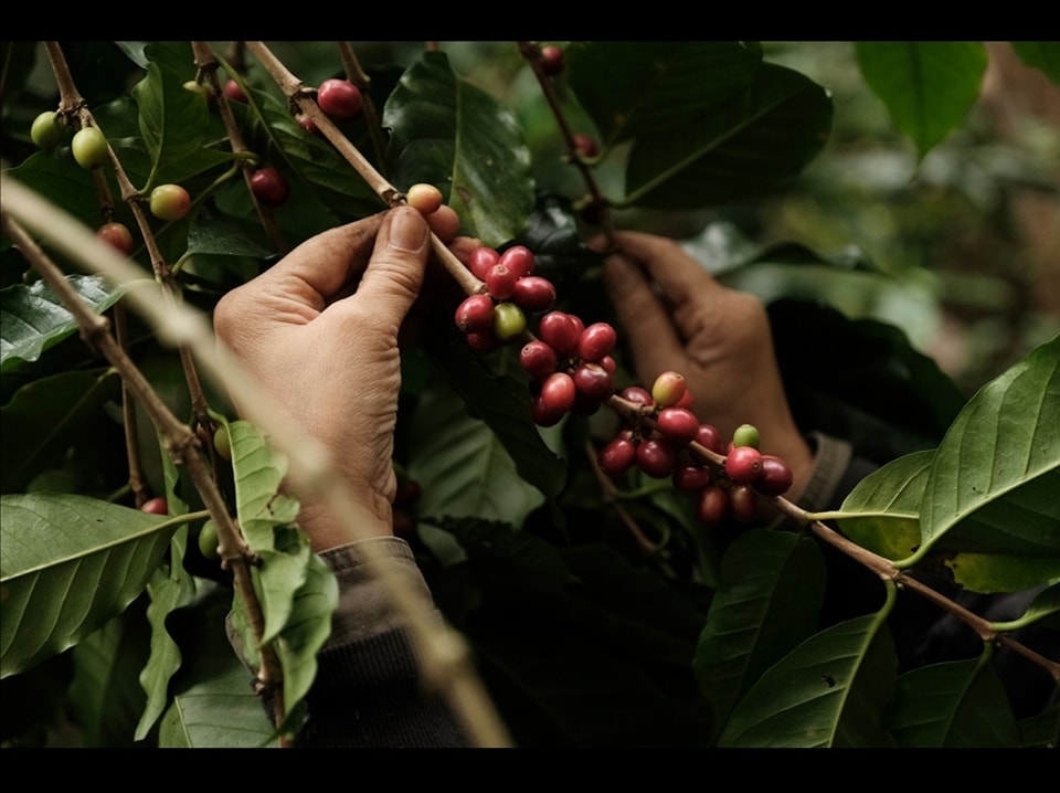 Black Honey - Image 7