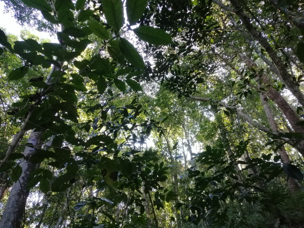 Black Honey - Image 5