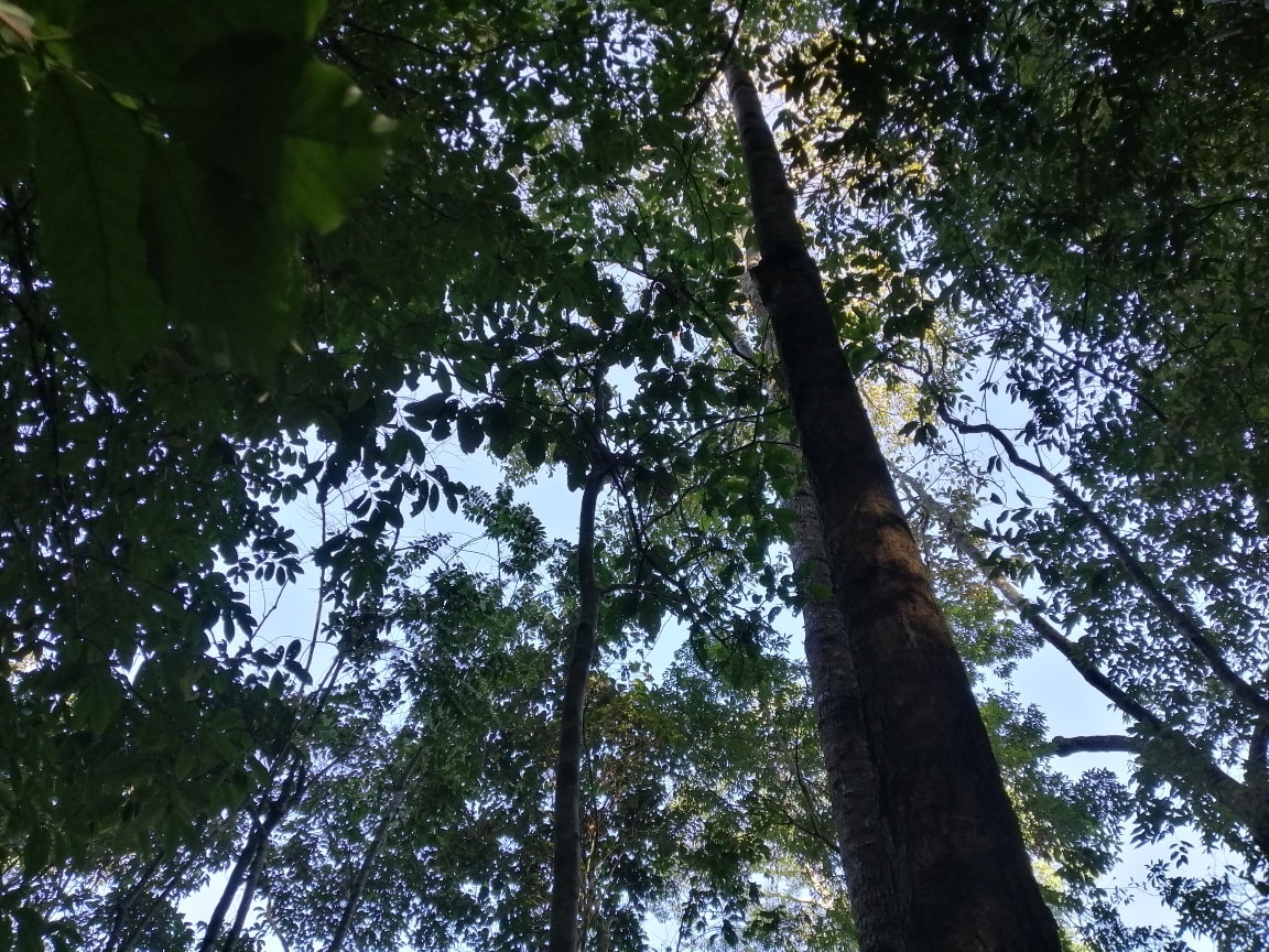 Black Honey - Image 6