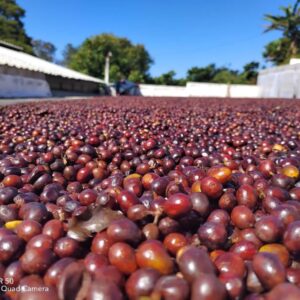 Finca San Antonio Chicharras, México