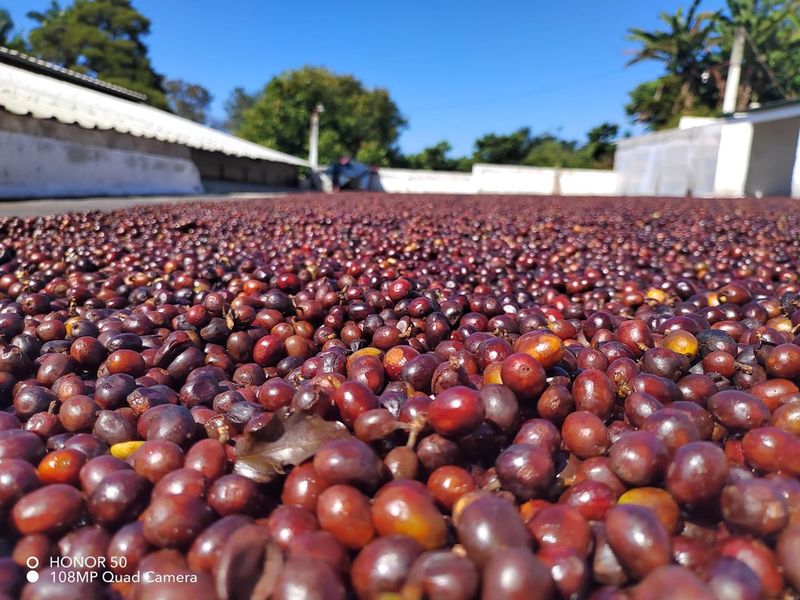 Finca San Antonio Chicharras, México
