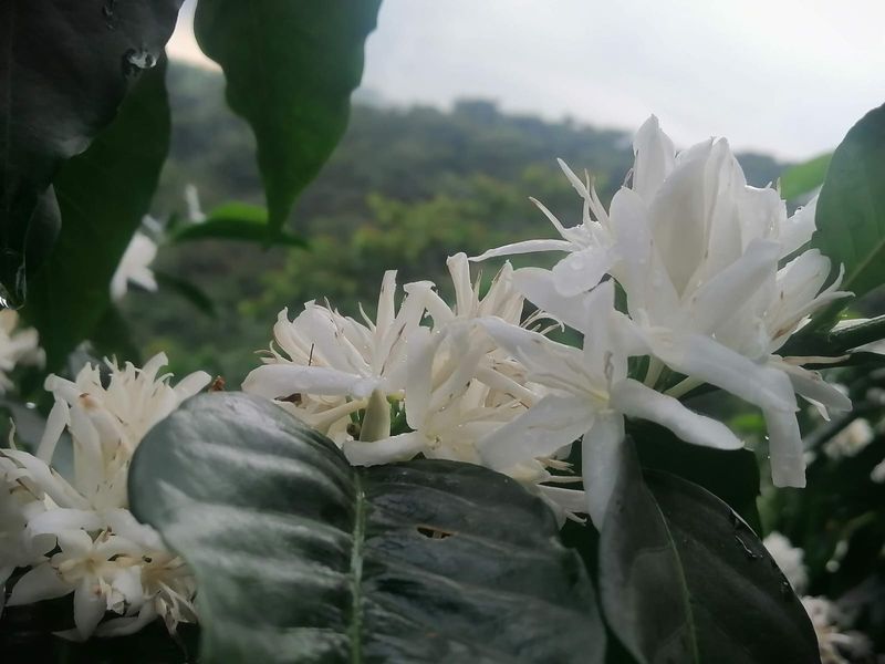 Finca San Antonio Chicharras, México - Image 4