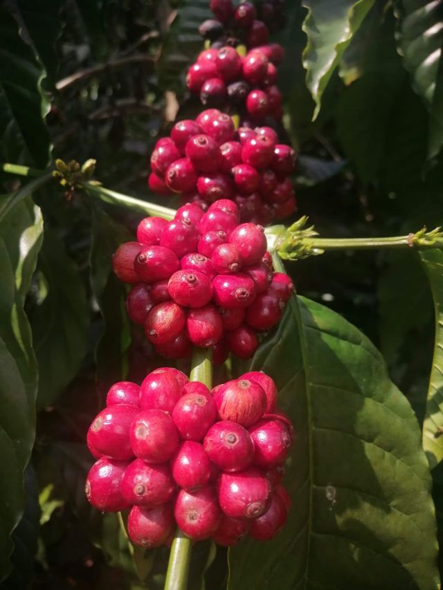 Finca San Antonio Chicharras, México - Image 3