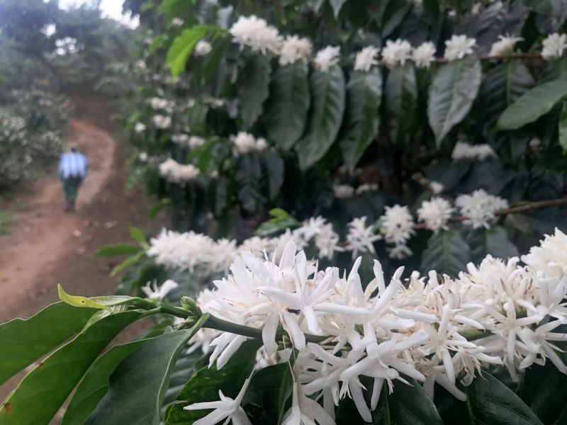 Finca San Antonio Chicharras, México - Image 2
