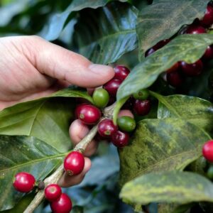 Ceresia Espresso Blend