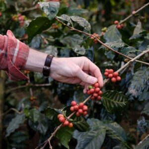 Finca El Carmen, El Salvador