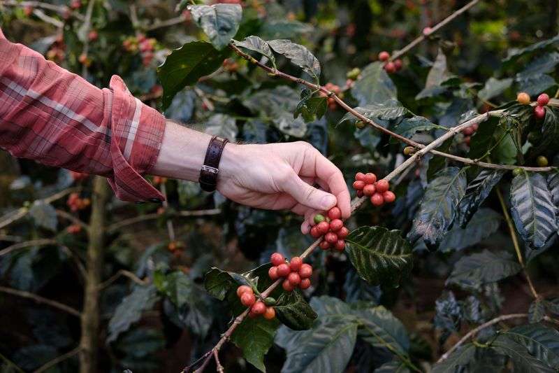 Finca El Carmen, El Salvador