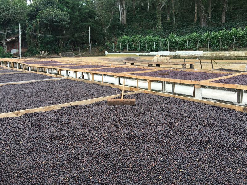 Finca El Carmen, El Salvador - Image 3