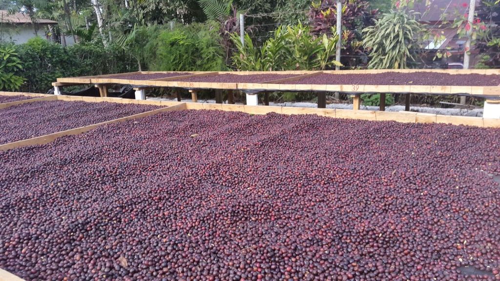 Finca El Carmen, El Salvador - Image 7
