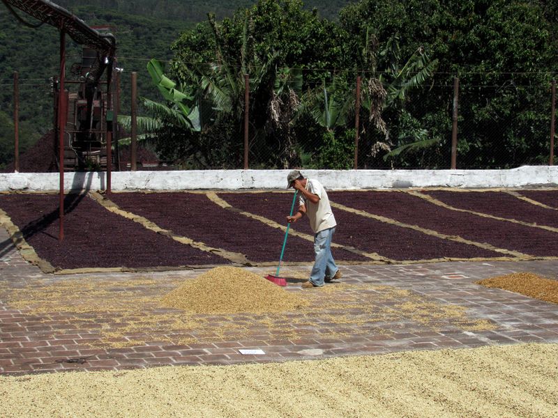 Finca El Carmen, El Salvador - Image 10